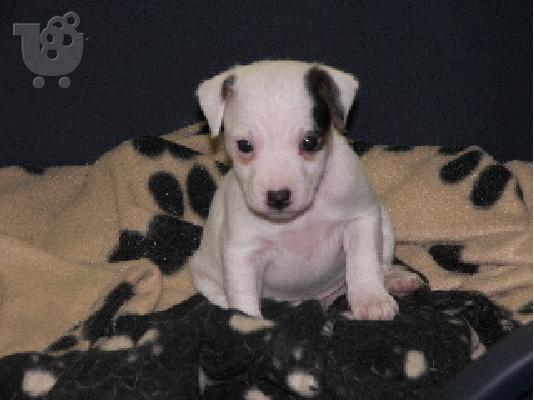 PoulaTo: χαριτωμένα κουτάβια Jack Russel προς πώληση .