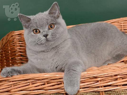 PoulaTo: Βρετανοί γατάκια μικρής ηλικίας