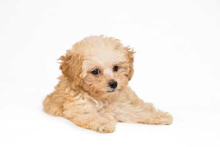 PoulaTo: Poodle mini cream - Κανίς μίνι μέγεθος κρεμ χρώμα