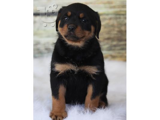 PoulaTo: Προσιτά κουτάβια Rottweiler