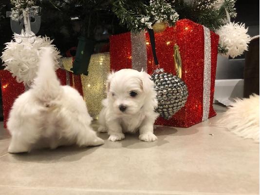 PoulaTo: Δύο κουτάβια Top Class Maltese Available