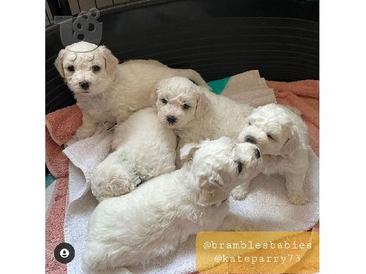 PoulaTo: Prekrasna puna rodoslovna štenad kc reg bichon frize,