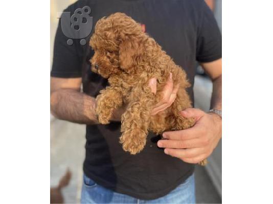 Μινιατούρα κανίς κουτάβια
