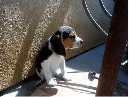 PoulaTo: Εγγεγραμμένοι Beagle αρσενικά και θηλυκά
