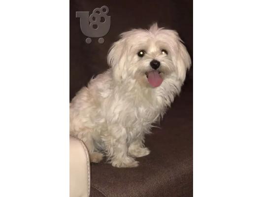 Χριστούγεννα και Πρωτοχρονιά Bichon Maltese For Rehoming