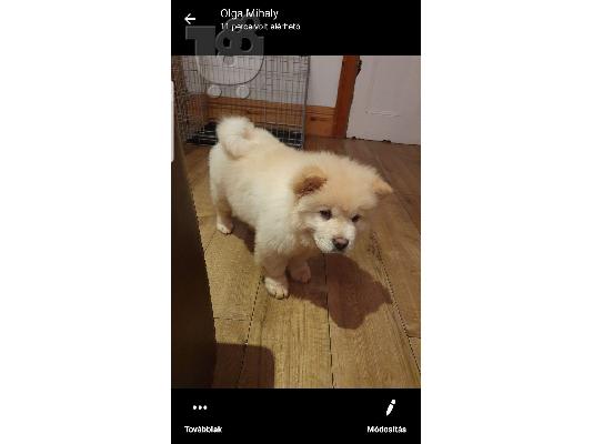 Δύο όμορφα κορίτσια Chow Chow