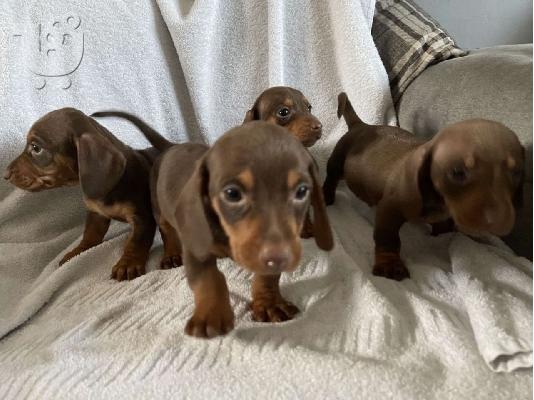 PoulaTo: Υπέροχα κουτάβια Dachshund