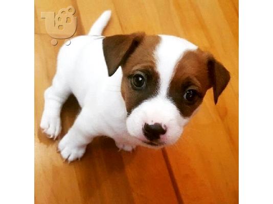 PoulaTo: Λατρευτά κουτάβια του Jack Russell