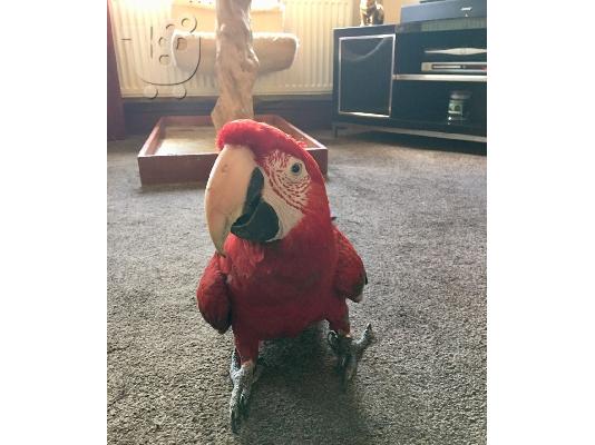 PoulaTo: macaw παπαγάλοι για την