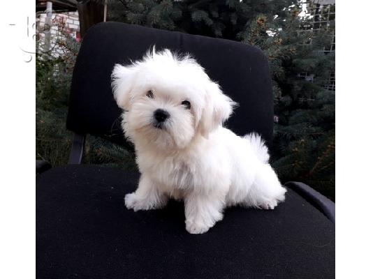 PoulaTo: Μίνι Μαλτεζικά  /  Mini Maltese