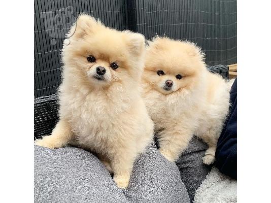 PoulaTo: Δύο φοβερά κουτάβια Pomeranian