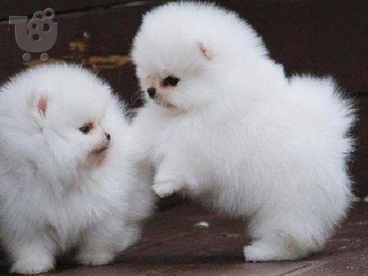 PoulaTo: Σούπερ Pomeranian κουτάβια τώρα διαθέσιμα