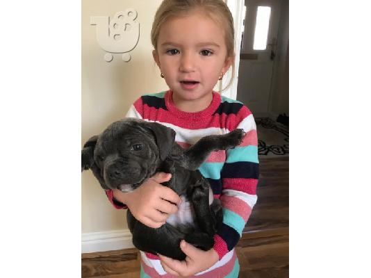 PoulaTo: X μάζα αμερικανικό pit bull terrier