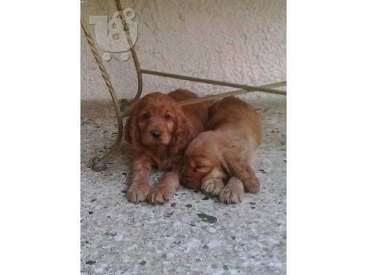 PoulaTo: Πωλούνται κουτάβια cocker-spaniel