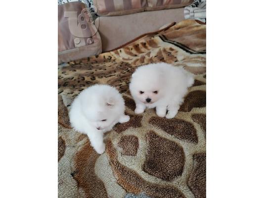PoulaTo: Όμορφα κουτάβια Pomeranian