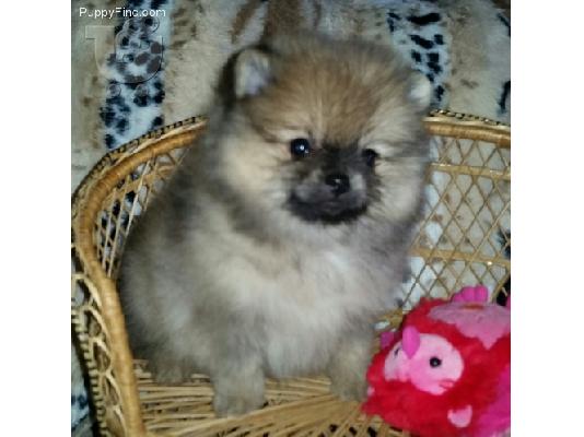 pomeranian 6979314054 ΚΡΗΤΗ-ΑΘΗΝΑ-ΘΕΣΣ/ΝΙΚΗ-ΡΟΔΟΣ