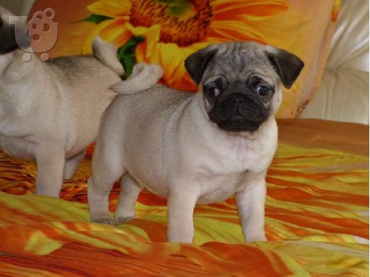 PoulaTo: Πολύ γλυκά γοητευτικά κουτάβια Pug