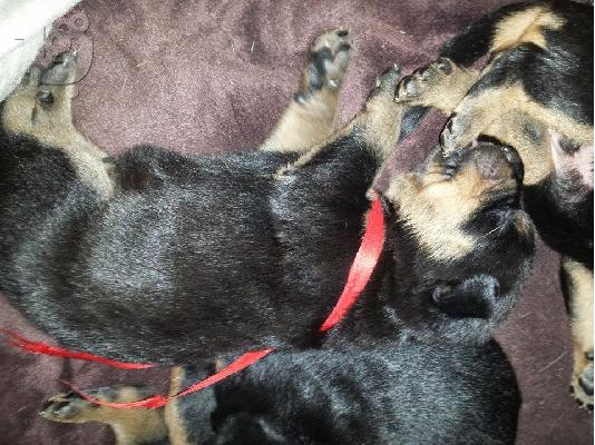 ROTTWEILER
