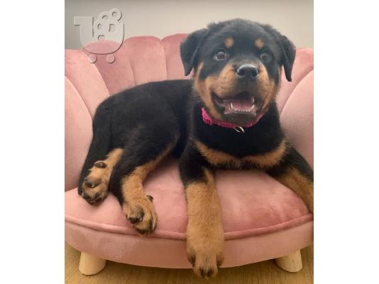 Κουτάβια Rottweiler, έτοιμα να φύγουν τώρα, μόνο 2 αγόρια...