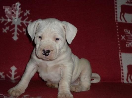 PoulaTo: DOGO ARGENTINO