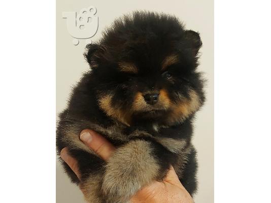 Pomeranian Spitz Κορυφαία ποιότητα
