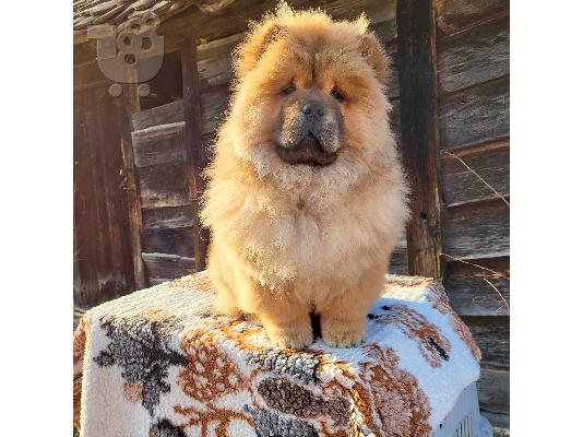 Πουλάκια Chow Chow