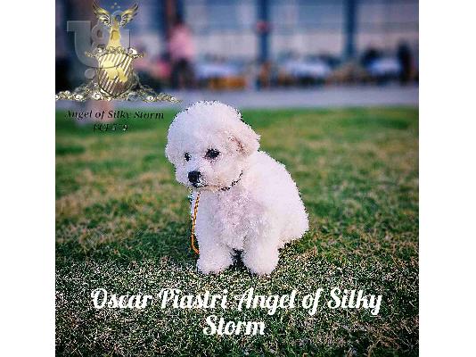 Πωλείται κουτάβι Bichon Frise