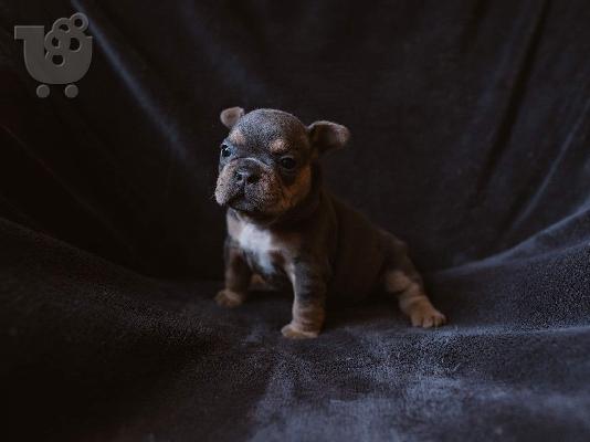 Γαλλικά BullDog κουτάβια