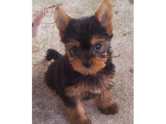 YORKSHIRE TERRIER