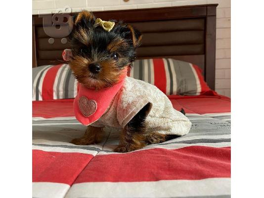 PoulaTo: AKC ,,, Yorkshire
