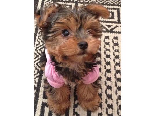 PoulaTo: Yorkshire terrier κουτάβια