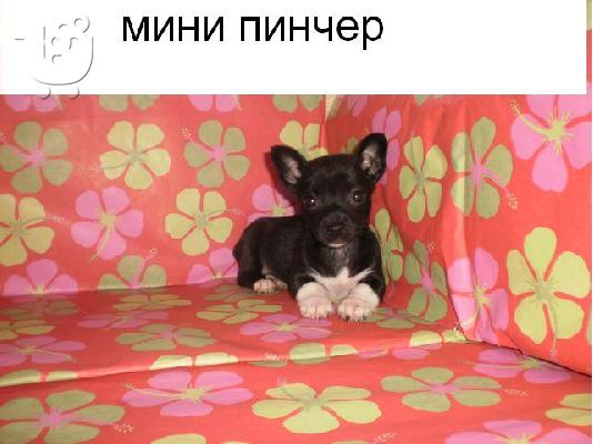 ***ΜΙΝΙ ΠΙΝΤΣΕΡ (MINIATURE PINSCHER)-210ευρώ***