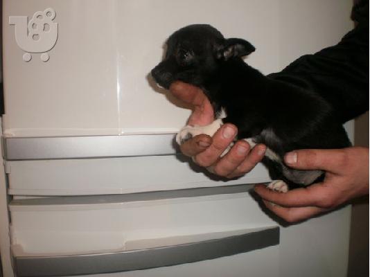 ***ΜΙΝΙ ΠΙΝΤΣΕΡ (MINIATURE PINSCHER)-210ευρώ***