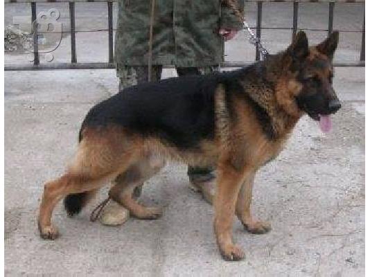 German Shepherd καθαροαιμα Αθηνα-Θεσσαλονικη-κρητη 6979314054...