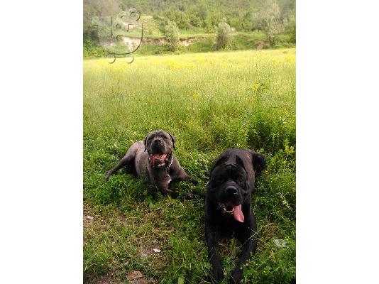Cane Corso Καθαρόαιμα Κουτάβια