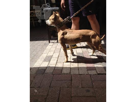 PoulaTo: pitbull