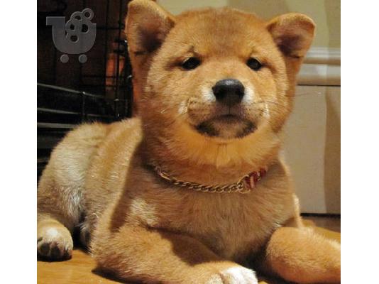 χαριτωμένο Shiba Inu κουτάβια insearch του σπιτιού νέων