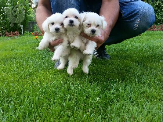 Maltese mini / Μαλτεζ μινι  /6979314054 ΡΟΔΟΣ