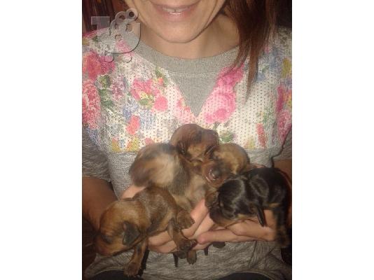 PoulaTo: Διατίθενται κουτάβια Ντάτσχουντ (Dachshound , Λουκάνικα)