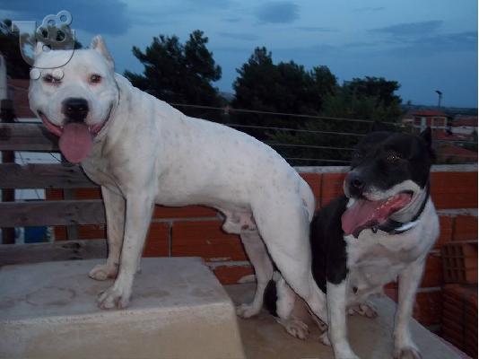 AMERICAN PIT BULL