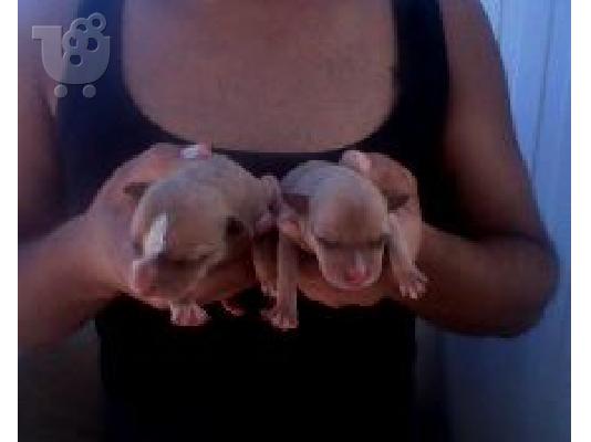 PoulaTo: pit bull aligator me terrie
