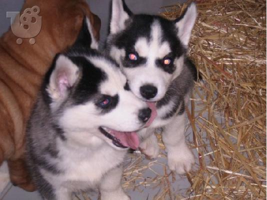 PoulaTo: HUSKY= ΧΑΣΚΙ