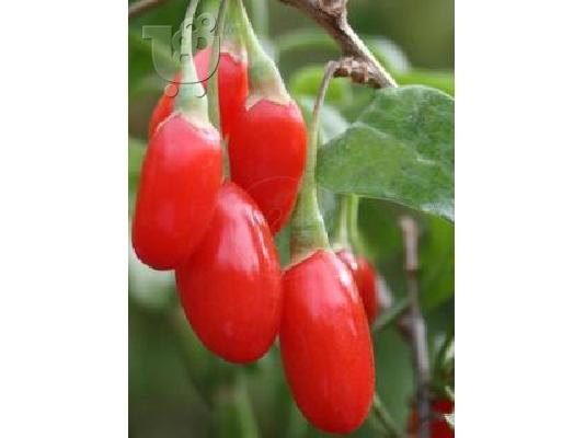 PoulaTo: ΠΩΛΟΥΝΤΑΙ ΦΥΤΑ ΓΚΟΤΖΙ ΜΠΕΡΥ (Goji Berry)