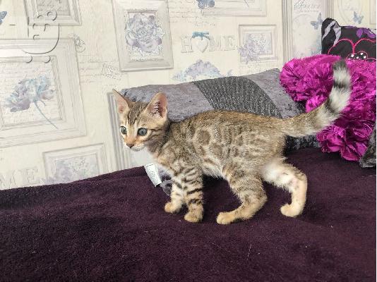 PoulaTo: X μαζικά γατάκια Savannah
