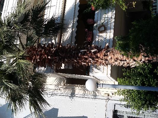 PoulaTo: Φοίνικας Ουασιγκτόνιαν