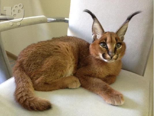 PoulaTo: Caracal, τσιτάχ cubs και Savannah γατάκια