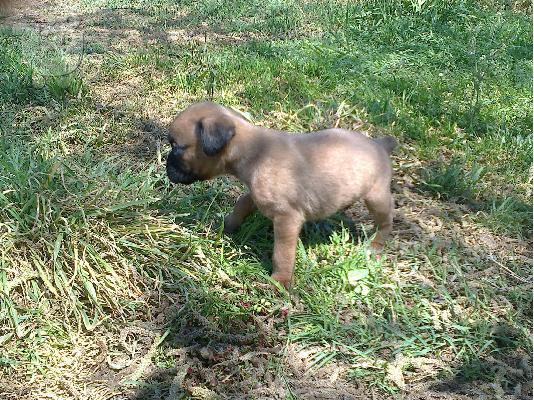 boxer