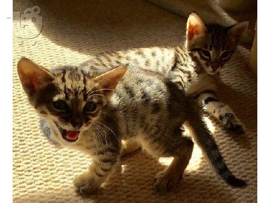 Προσφέρουμε Savannah Kittens