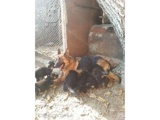 German Shepherd