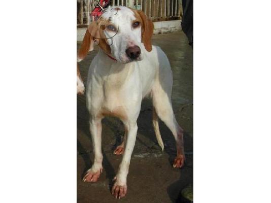 PoulaTo: istrian hound